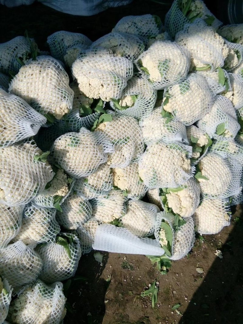 松花菜（有机散花菜）河北省邯郸市曲周产地，量大质优