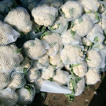 白面青梗松花菜有机花圆整小米粒花白量大质优