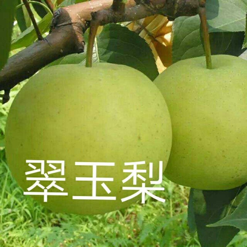 山农酥梨树苗秋月柱状梨保纯度死苗补发现挖现卖