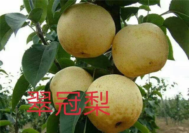 山农酥梨树苗秋月柱状梨保纯度死苗补发现挖现卖