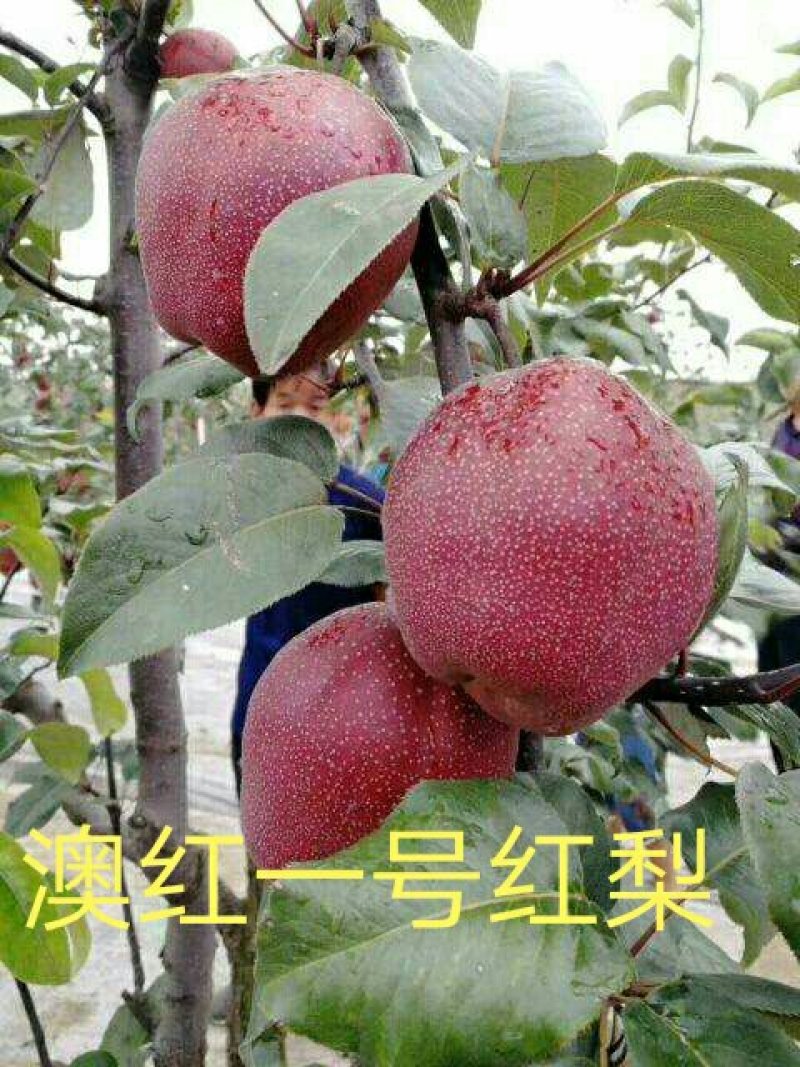 山农酥梨树苗秋月柱状梨保纯度死苗补发现挖现卖