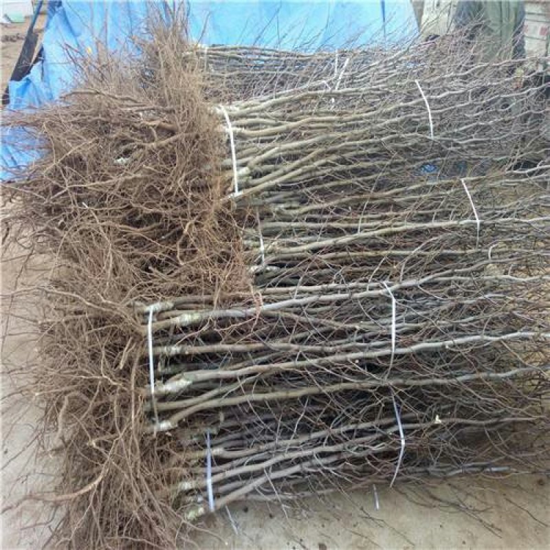潘枣嫁接苗包成活包邮到家量大优惠死苗补发