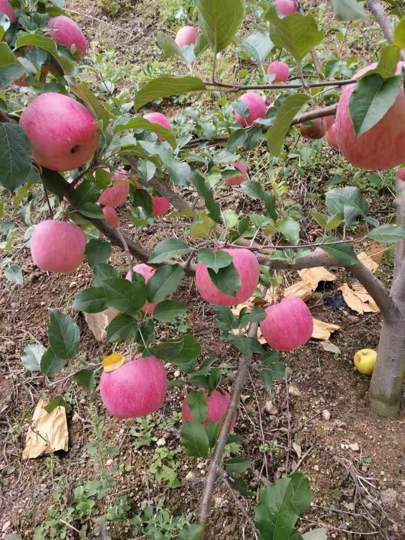 红富士