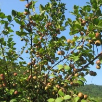 茶油鲜果