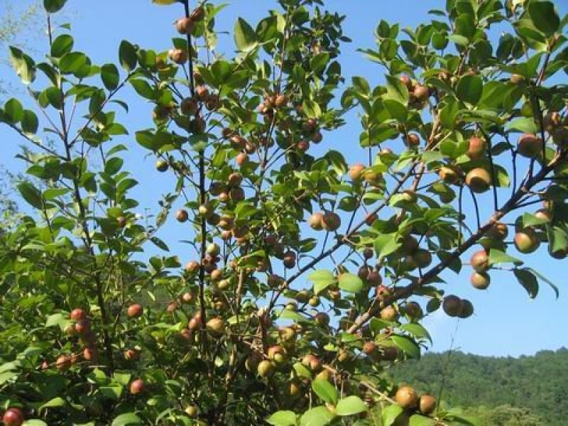 茶油鲜果