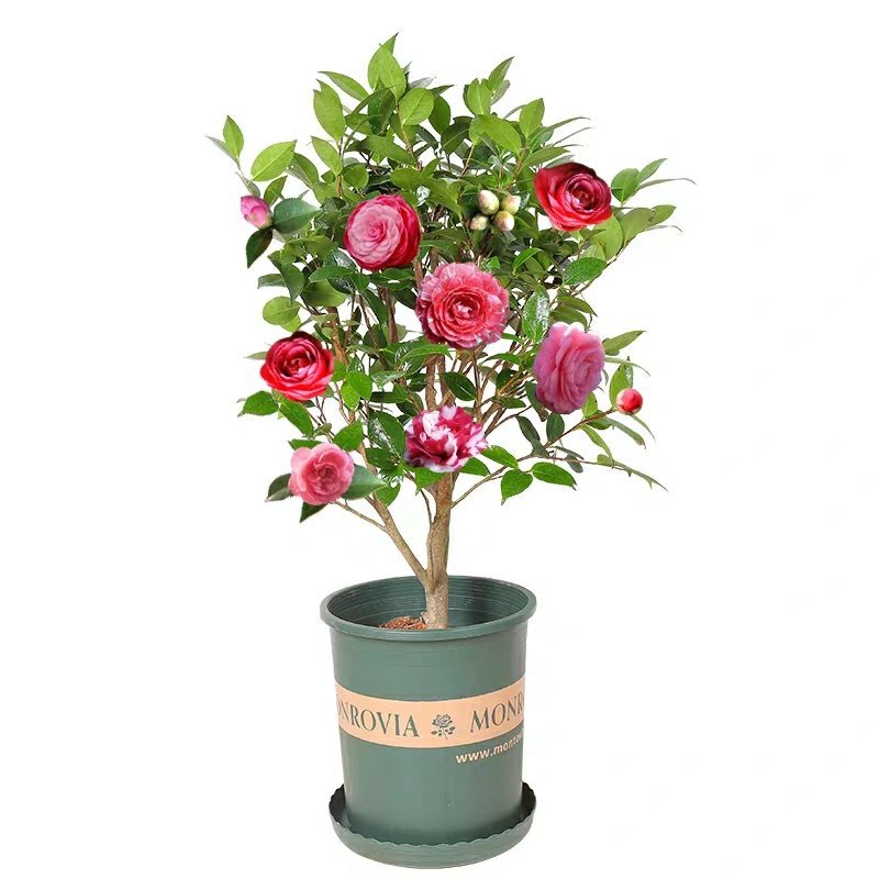 【有好货】四季耐寒茶花苗盆栽地栽南北适种品种保证包邮