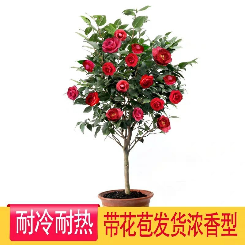 【有好货】四季耐寒茶花苗盆栽地栽南北适种品种保证包邮
