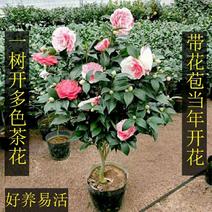 【有好货】四季耐寒茶花苗盆栽地栽南北适种品种保证包邮