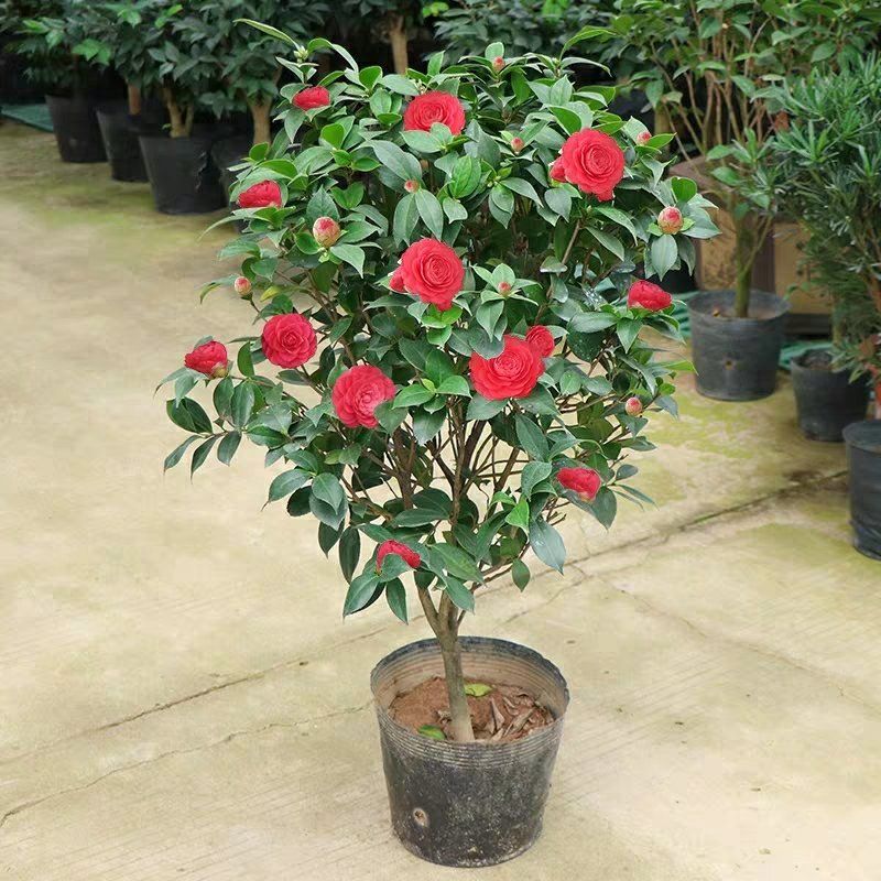 【有好货】四季耐寒茶花苗盆栽地栽南北适种品种保证包邮
