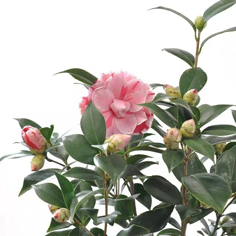 【有好货】四季耐寒茶花苗盆栽地栽南北适种品种保证包邮