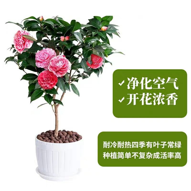 【有好货】四季耐寒茶花苗盆栽地栽南北适种品种保证包邮