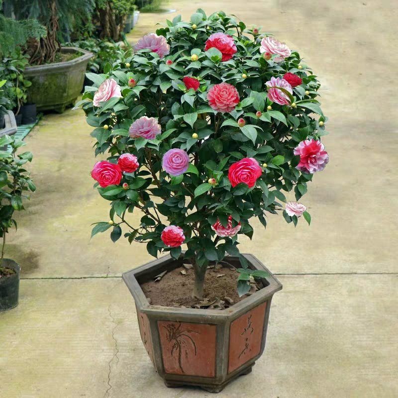 【有好货】四季耐寒茶花苗盆栽地栽南北适种品种保证包邮