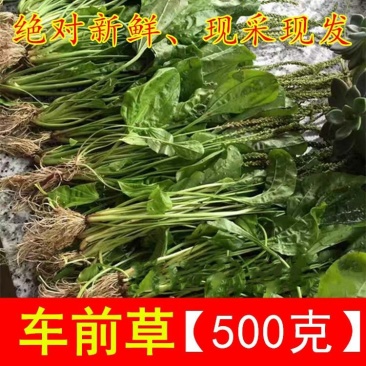 野生新鲜车前草车轮草苗农村山货车前草全株带根凉茶草药50
