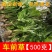 野生新鲜车前草车轮草苗农村山货车前草全株带根凉茶草药50