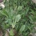 野生新鲜车前草车轮草苗农村山货车前草全株带根凉茶草药50