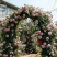 【基地直供】爬藤梅蔷薇月季花花庭院南北适种批发全国发货