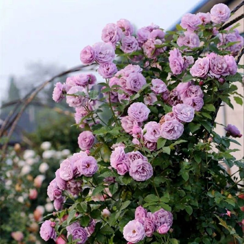 【基地直供】爬藤梅蔷薇月季花花庭院南北适种批发全国发货
