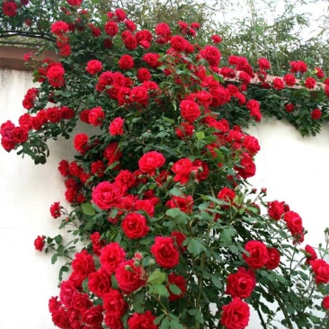 【基地直供】爬藤梅蔷薇月季花花庭院南北适种批发全国发货