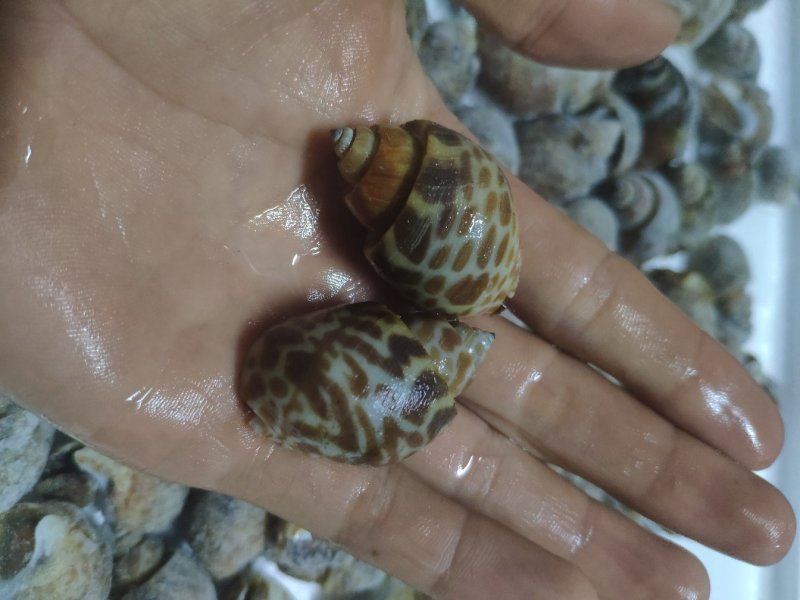 香螺