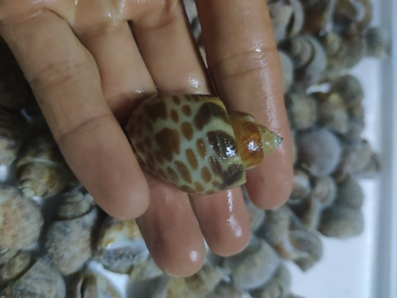 香螺