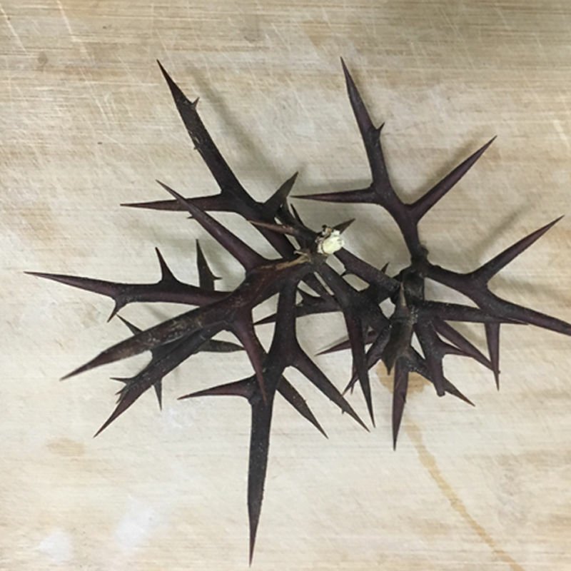 野生新鲜皂角刺皂荚刺天丁皂刺粉皂角针中药材草药500g刺