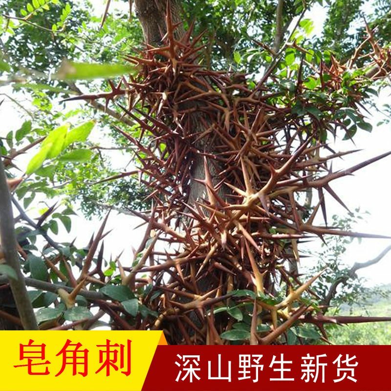 野生新鲜皂角刺皂荚刺天丁皂刺粉皂角针中药材草药500g刺