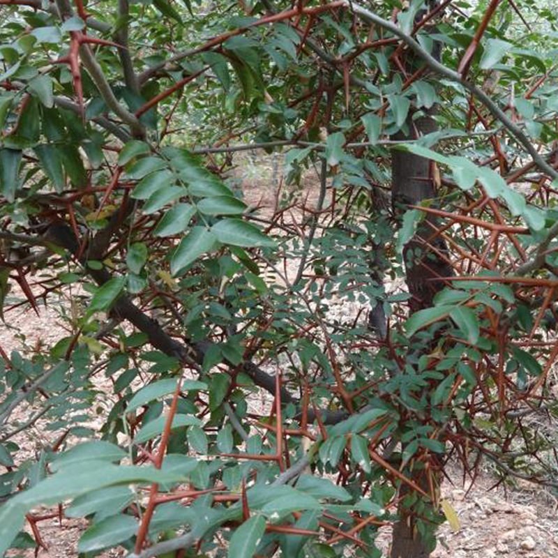 野生新鲜皂角刺皂荚刺天丁皂刺粉皂角针中药材草药500g刺