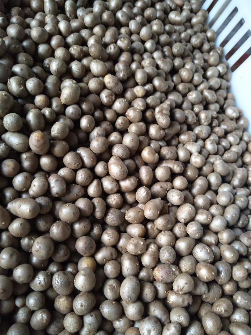 2023年新山药豆上市，大量批发零售串糖葫芦用山药豆