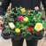 【热卖】玫瑰花盆栽地栽南北适中种基地直供品种齐全