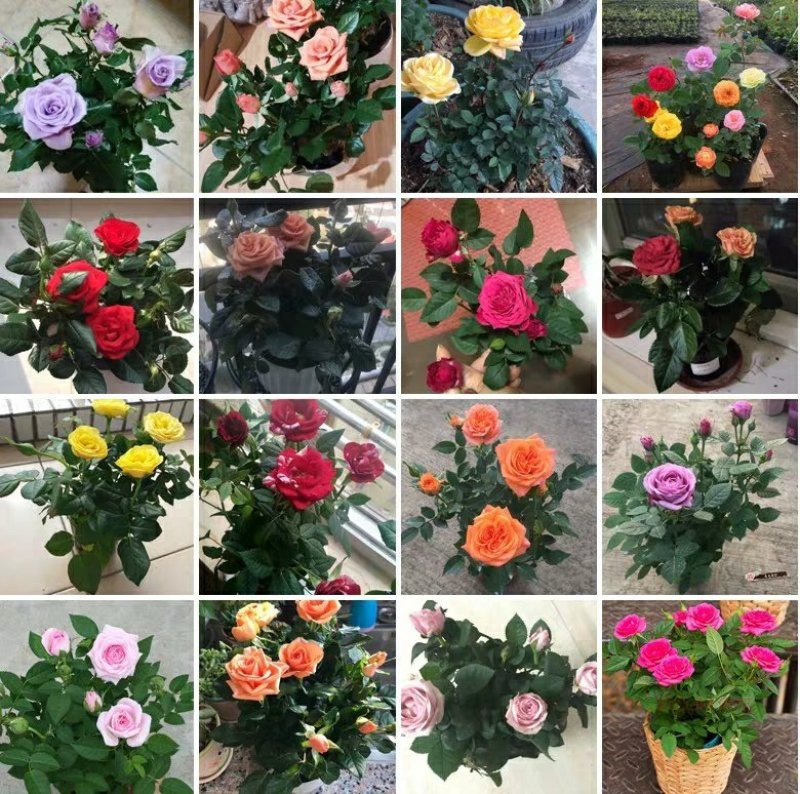 【热卖】玫瑰花盆栽地栽南北适中种基地直供品种齐全