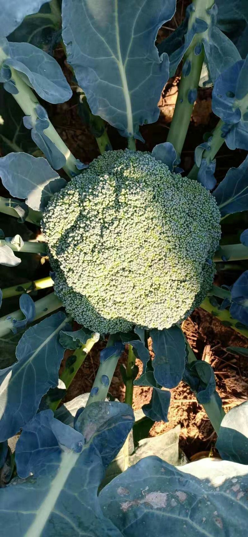 精品西兰花大量有货需要的客户抓紧联系