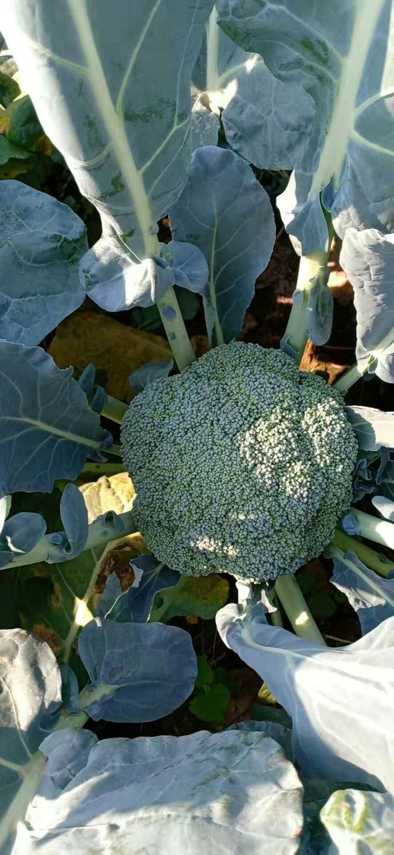 精品西兰花大量有货需要的客户抓紧联系