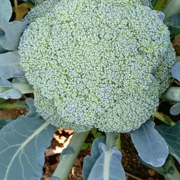 精品西兰花大量有货需要的客户抓紧联系