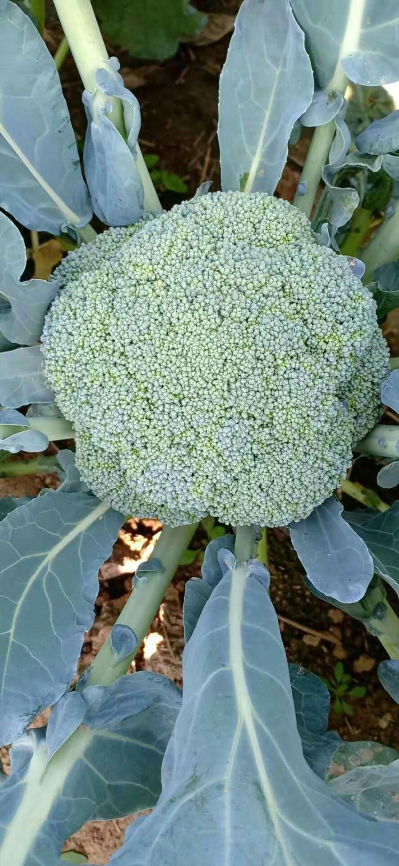 精品西兰花大量有货需要的客户抓紧联系