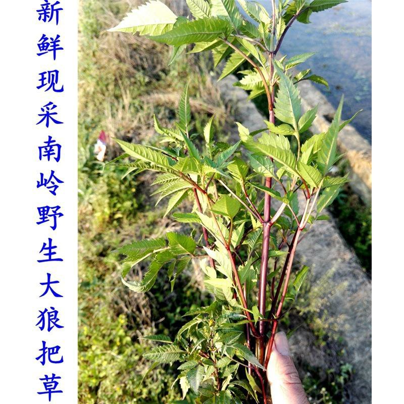 新鲜现采野生大狼把草接力草鬼针草脱力草一包针中草药
