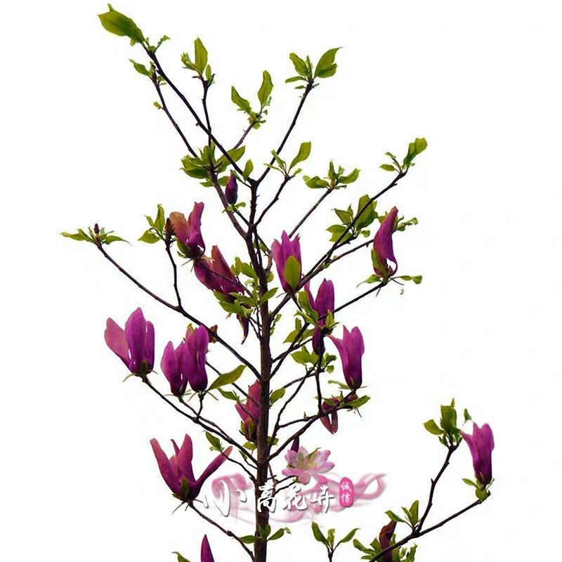 玉兰花树苗（红，黄，粉，白）庭院盆栽种植南北适种包成活