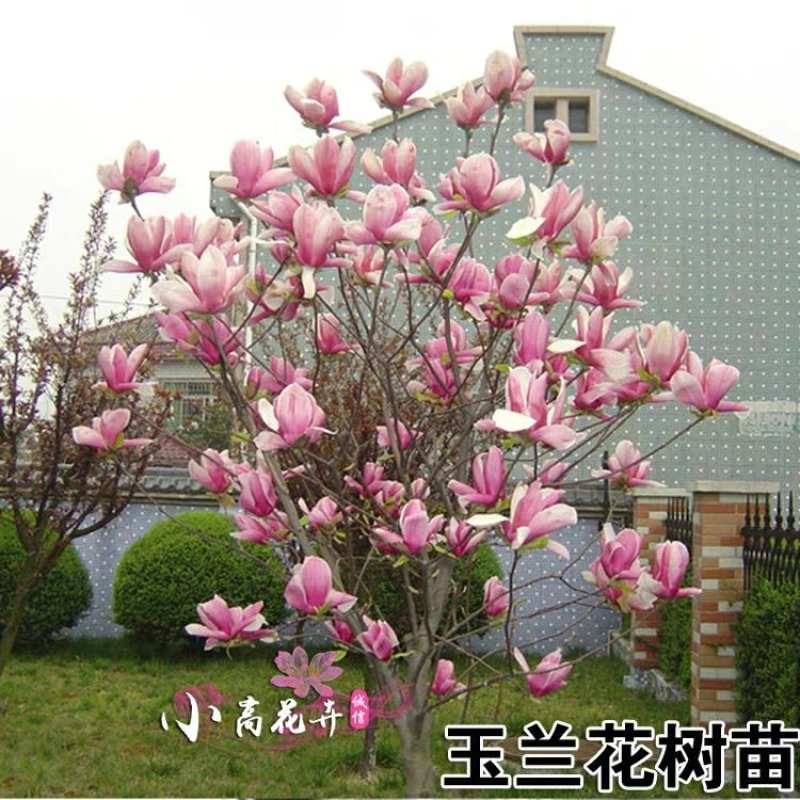 玉兰花树苗（红，黄，粉，白）庭院盆栽种植南北适种包成活