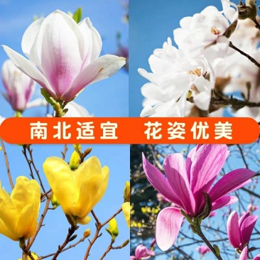 玉兰花树苗（红，黄，粉，白）庭院盆栽种植南北适种包成活