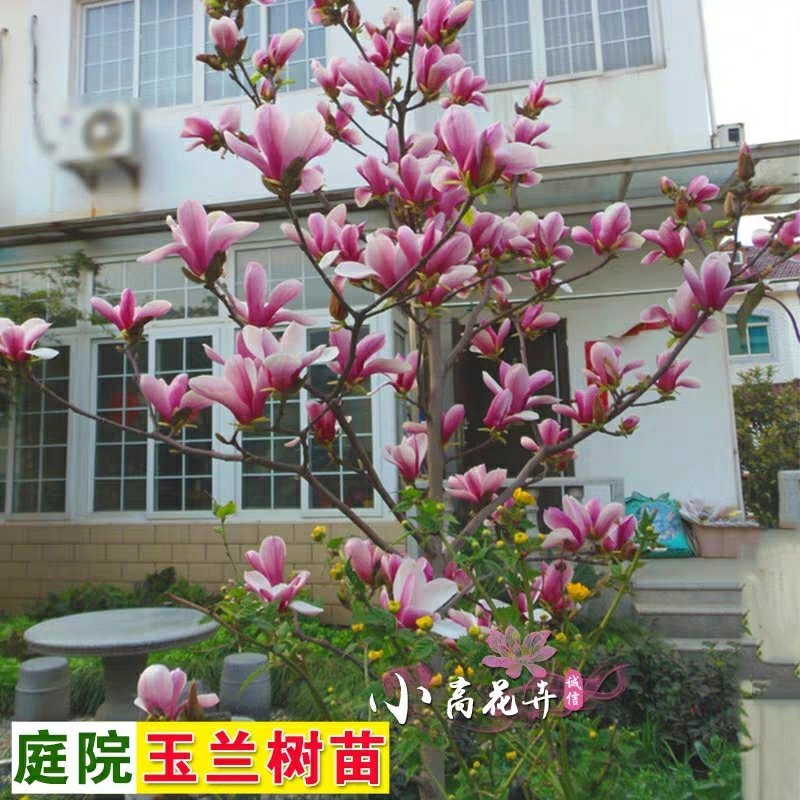 玉兰花树苗（红，黄，粉，白）庭院盆栽种植南北适种包成活