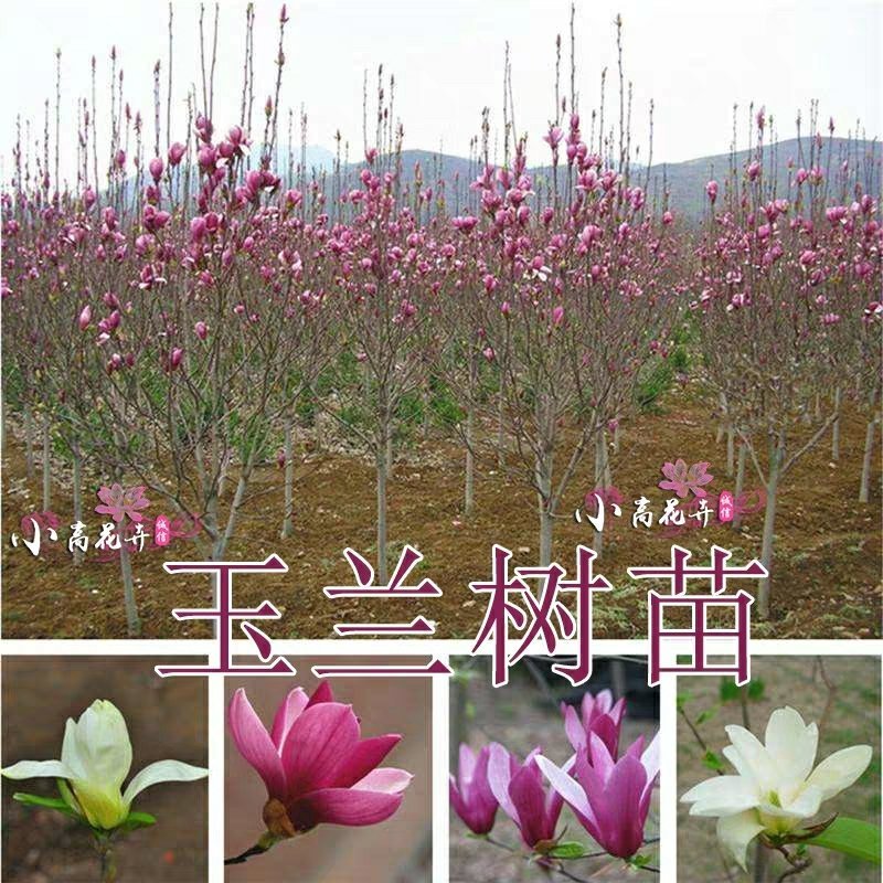 玉兰花树苗（红，黄，粉，白）庭院盆栽种植南北适种包成活