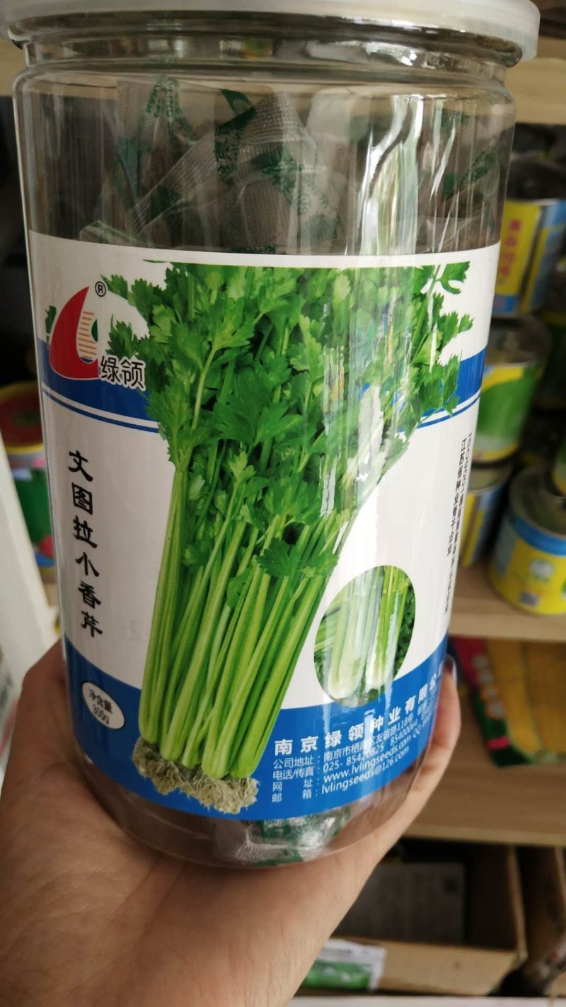 小香芹种子，文图拉四季小芹菜种子四季播种芹菜种子