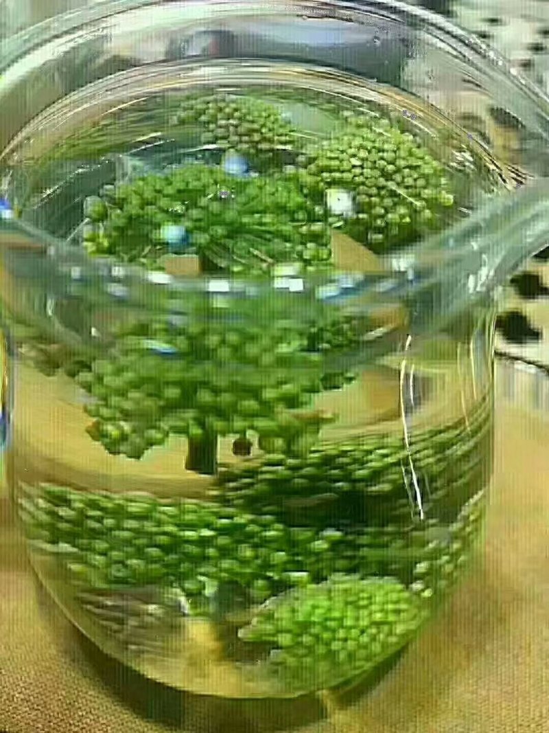 云南三七