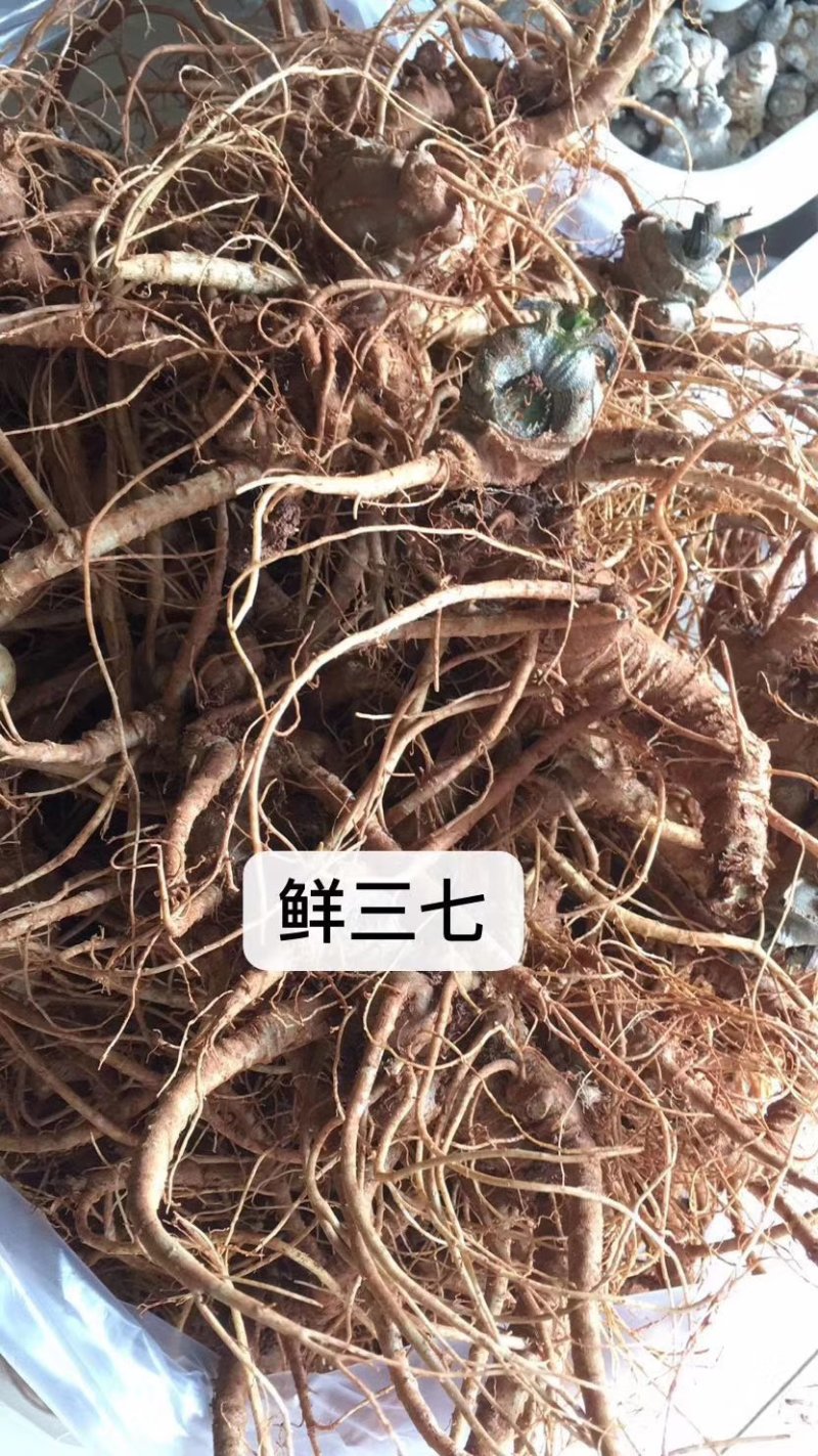 云南三七