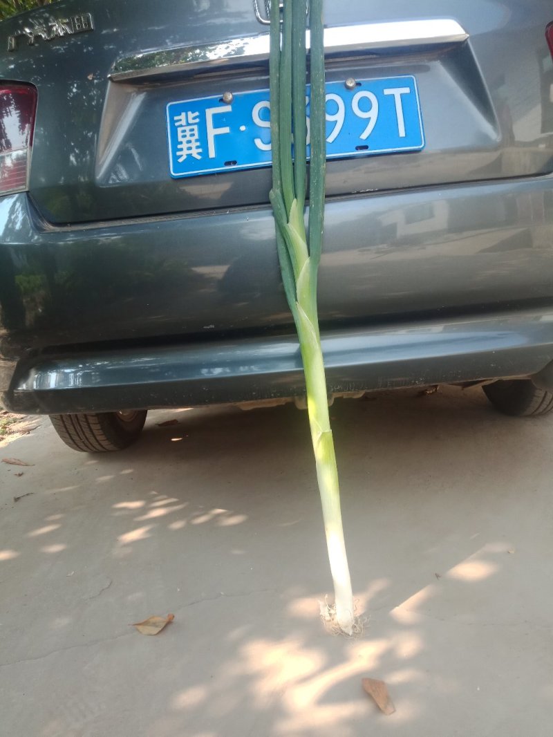 大葱，优质长白大葱，3厘米左右，高六十厘米左右。