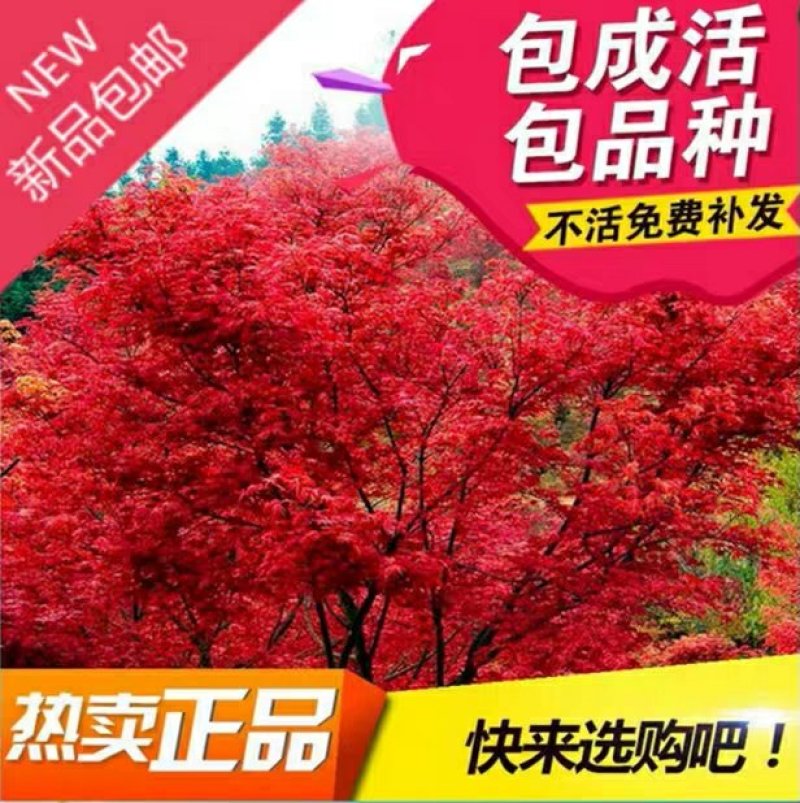 美国红枫苗盆栽地栽南北适种包成活包品种包邮全国发货