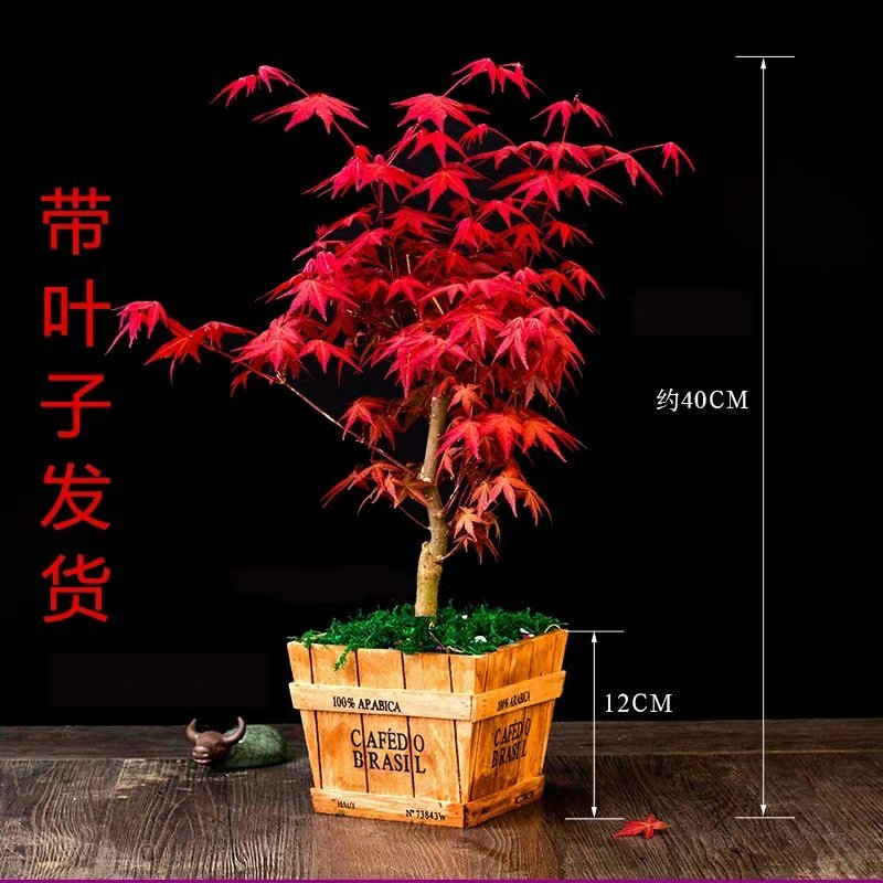 美国红枫苗盆栽地栽南北适种包成活包品种包邮全国发货