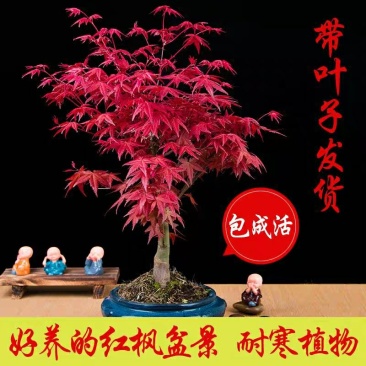 美国红枫苗盆栽地栽南北适种包成活包品种包邮全国发货