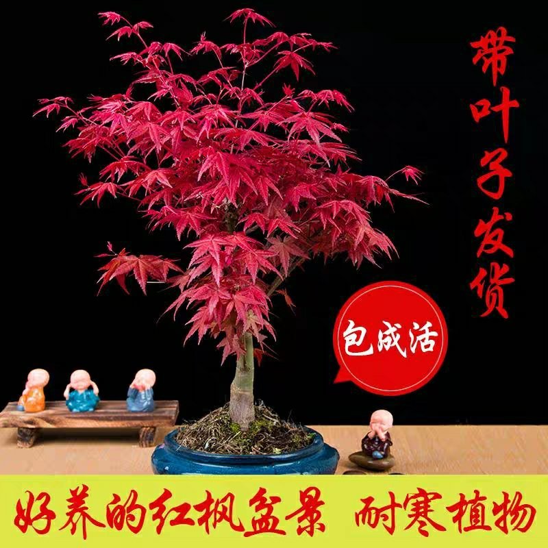 美国红枫苗盆栽地栽南北适种包成活包品种包邮全国发货