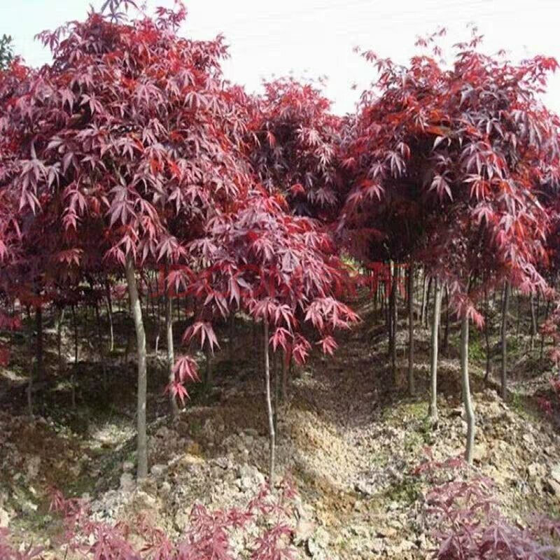美国红枫苗盆栽地栽南北适种包成活包品种包邮全国发货