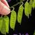 毛苕子种子光叶紫花苕子种籽果园绿肥多年生野豌豆种